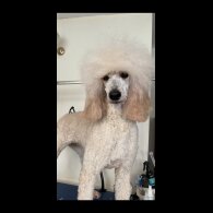 Poodle - Dogs