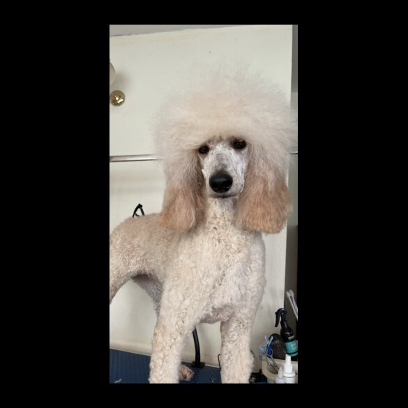 Poodle - Dogs