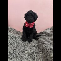 Poodle - Dogs