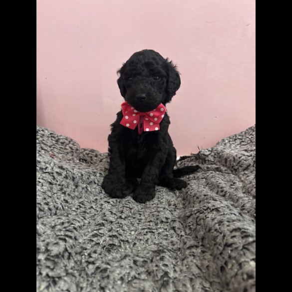 Poodle - Dogs