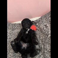 Poodle - Dogs