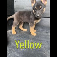 German Shepherd (Alsatian) - Both