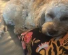 Cockapoo