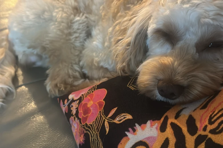 Cockapoo