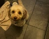 Cockapoo
