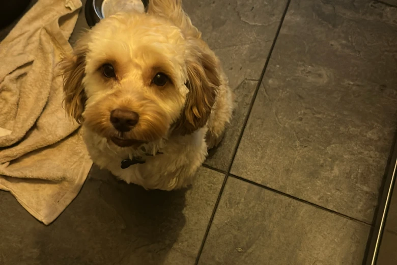 Cockapoo