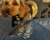 Cockapoo
