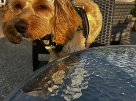 Cockapoo