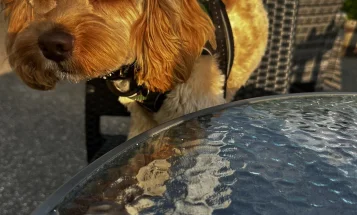 Cockapoo