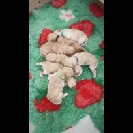 Goldendoodle - Both