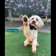 Goldendoodle - Both