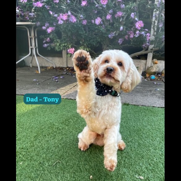 Goldendoodle - Both