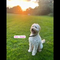 Goldendoodle - Both