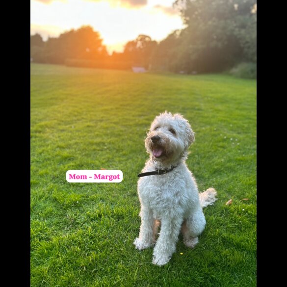 Goldendoodle - Both