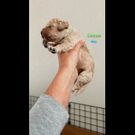 Goldendoodle - Both