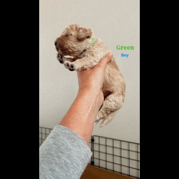 Goldendoodle - Both