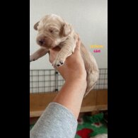 Goldendoodle - Both