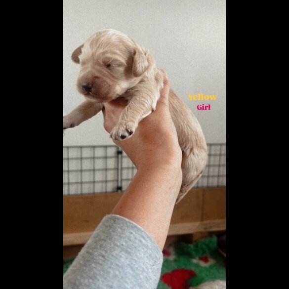 Goldendoodle - Both