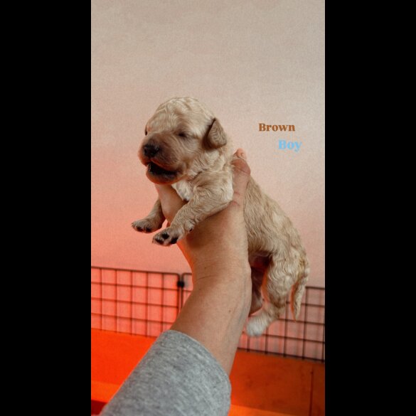 Goldendoodle - Both