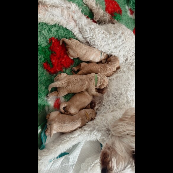 Goldendoodle - Both