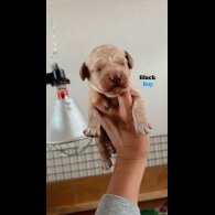 Goldendoodle - Both