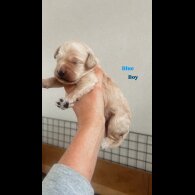 Goldendoodle - Both