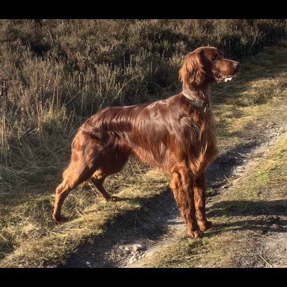 Irish Red and White Setter - Both