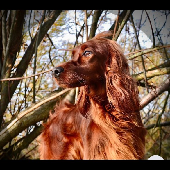 Irish Red and White Setter - Both