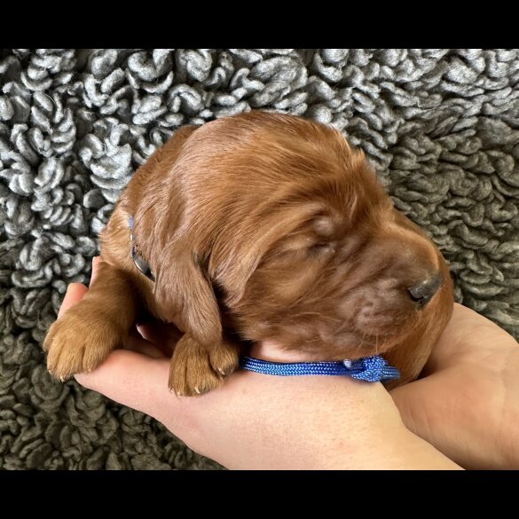 Irish Red and White Setter - Both