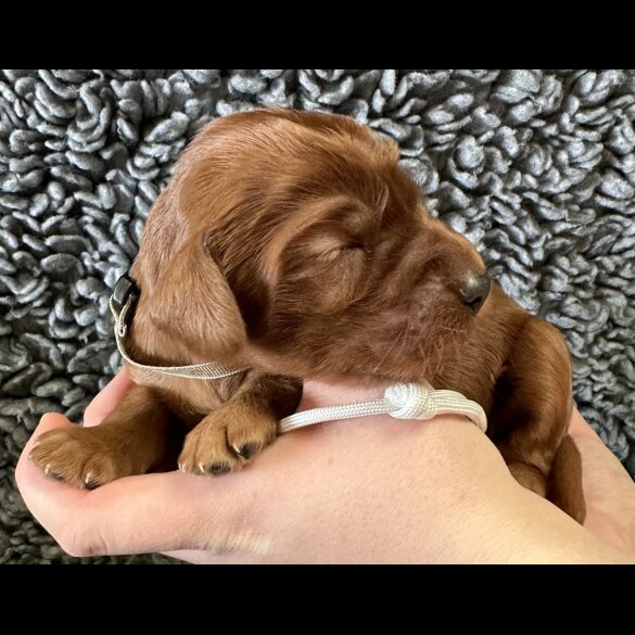 Irish Red and White Setter - Both