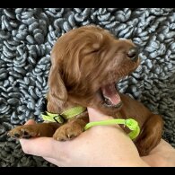 Irish Red and White Setter - Both