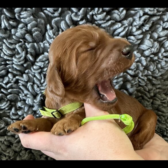 Irish Red and White Setter - Both