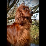 Irish Red and White Setter - Both