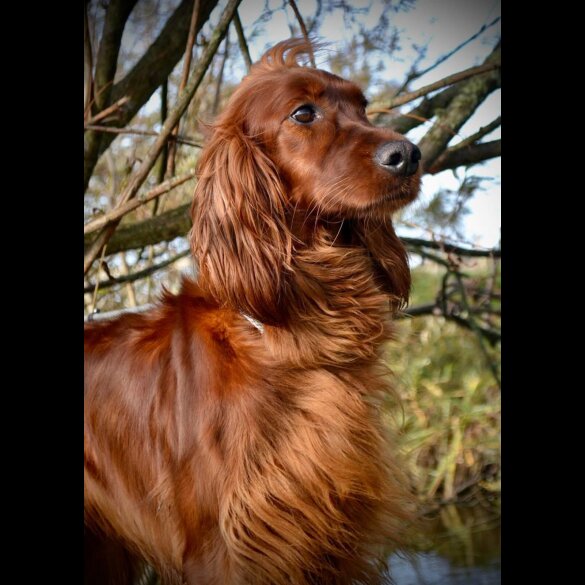 Irish Red and White Setter - Both