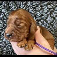 Irish Red and White Setter - Both
