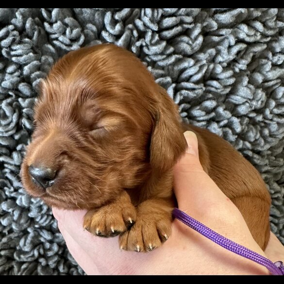 Irish Red and White Setter - Both