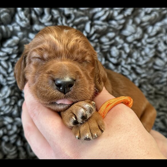 Irish Red and White Setter - Both