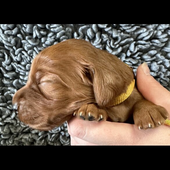 Irish Red and White Setter - Both