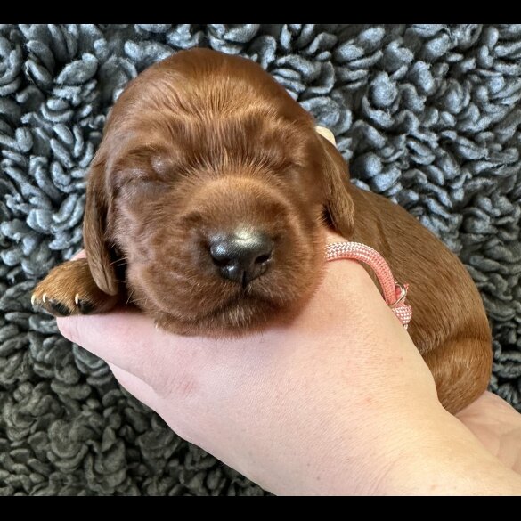 Irish Red and White Setter - Both