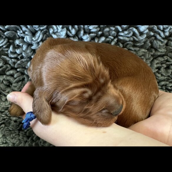Irish Red and White Setter - Both