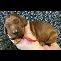 Irish Red and White Setter - Both
