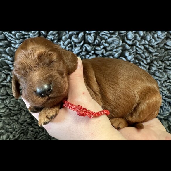 Irish Red and White Setter - Both
