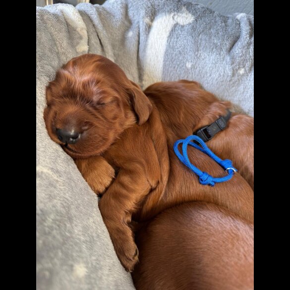 Irish Red and White Setter - Both