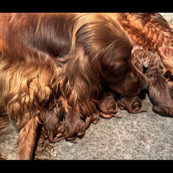 Irish Red and White Setter - Both