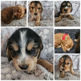 Cocker Spaniel (Working &amp; Show) - Dogs