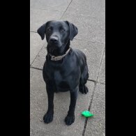 Labrador Retriever
