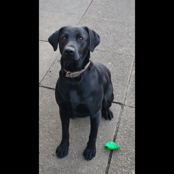 Labrador Retriever