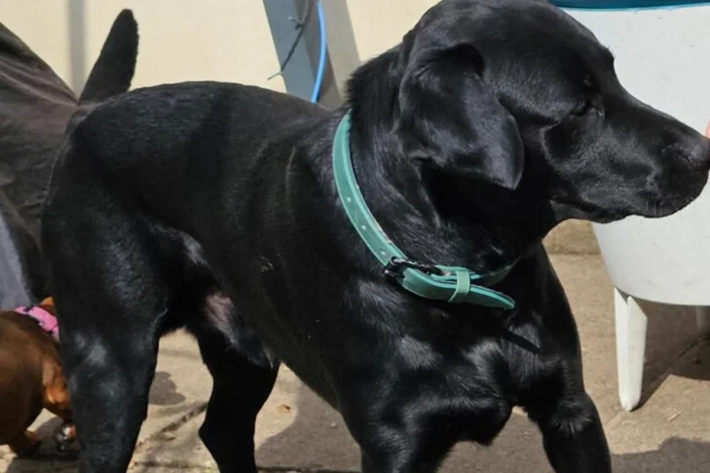 Labrador Retriever