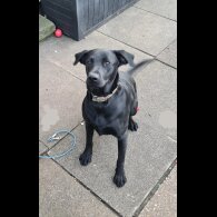 Labrador Retriever