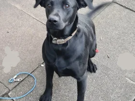 Labrador Retriever